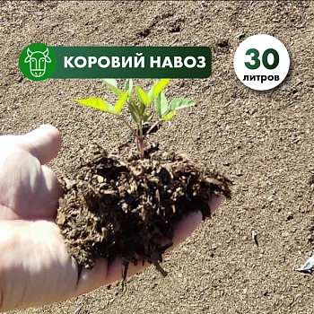 Коровий навоз прелый
