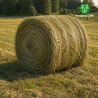 Сено рулон 300 кг.