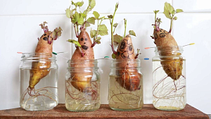 Мартовские работы с клубнями, луковицами, корневищами